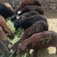 بره