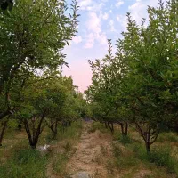 درختان-ثمری