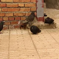کفتر|پرنده|اهر, |دیوار
