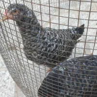 فروش دو عدد جوجه نژاد آمروک