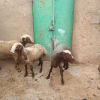 شک‌‌سه‌شیره