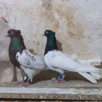 کفتر پرشی سینه کله سرخ دم سفید  چپ سفید کاکلی