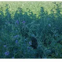 یونجه|خدمات باغبانی و درختکاری|دهلران, |دیوار