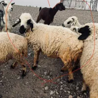 ی عدد میش ماده