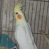 عروس هلندی ماده بالغ