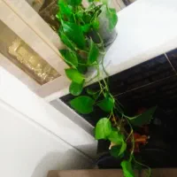 پتوس آویزی برگ پهن