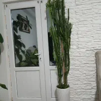 گل طبیعی خانگی