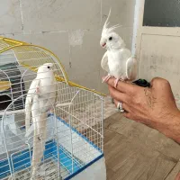 جفت عروس هلندی البینو مولد