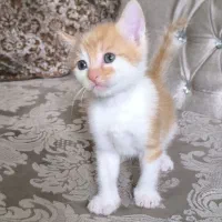 گربه ۲ ماهه دستی نر واگذاری فقط خانوم ها