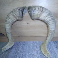 شاخ قوچ|کلکسیون اشیاء عتیقه|تهران, شهرک محلاتی|دیوار