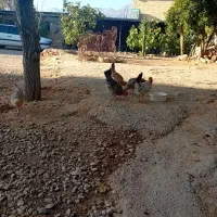 جوجه بومی