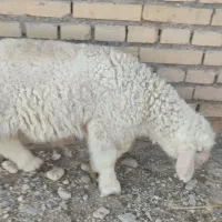 بره ماده داشتی