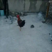 خروس