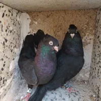 زاغ. طوقی
