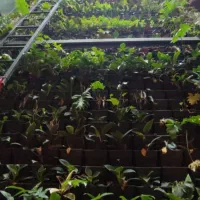 دیوار سبز،فروش گل اپارتمانی