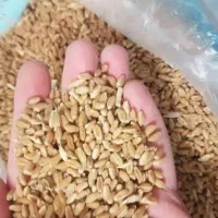 گندم دیم ترو تمیر سالم  ب قیمت روز ب فروش میرسر