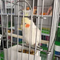 پرنده سرای پوریا انواع پرنده و قفس و لوازم پرنده