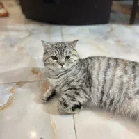 اسکاتیش آنفولد ماده یک ساله