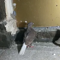کفتر|پرنده|مشهد, شهرک بهارستان|دیوار