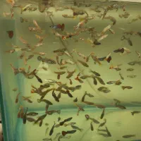ماهی گوپی