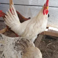 چهار عدد خروس جوان خوش رنگ و لعاب