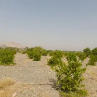 باغ|خدمات باغبانی و درختکاری|باقرشهر, |دیوار