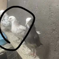 شازده سرول بالا
