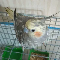 طوطی سان