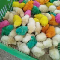 جوجه