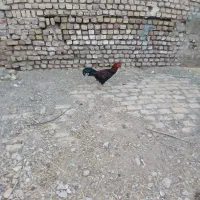 خروس
