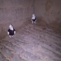 سلام‌کبوتر‌رامشیر
