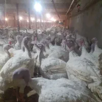 بوقلمون