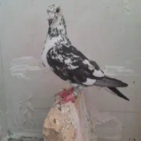 فروش جوجه