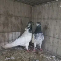 کبوتر|پرنده|آران و بیدگل, |دیوار