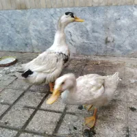 2 تا اردک سالم و خانگی