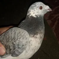 کبوتر