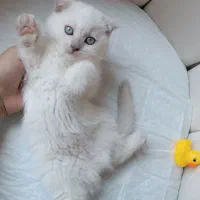 بچه گربه اسکاتیش دبل فولد توله با اصالت
