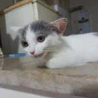 گربه و وسایل