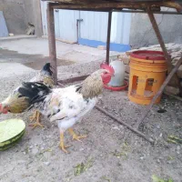 خروس جوان و بخون