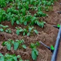 اجرا وتکمیل طرح های آبیاری باغچه ای منزل خانه باغ