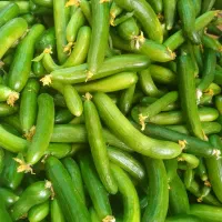 خیار محلی الیگودرز