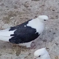 کبوتر کاکلی نوک کوتاه