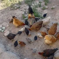 مرغ و جوجه