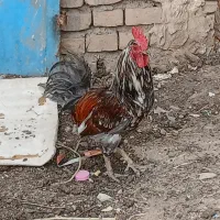 تعویض خروس با مرغ