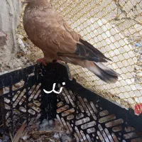 کله اناری