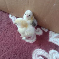 جوجه گلین. برهما.  لاری افغان