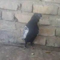 کفتر بهبونی