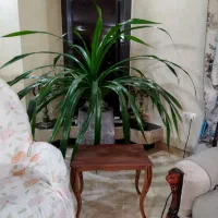 گلدان زیبای پاندانوس