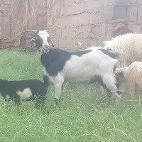 سه عدد بز با سه تا کره