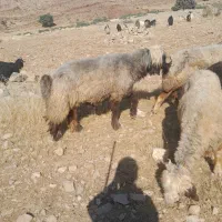 نرمیش تخمی